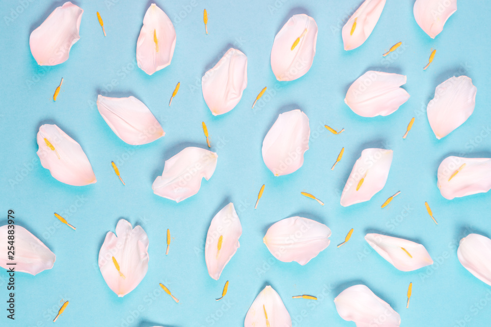 top view of flower pattern made of soft pink petals of tulip on blue background top view of flower pattern made of soft pink petals of tulip on blue background