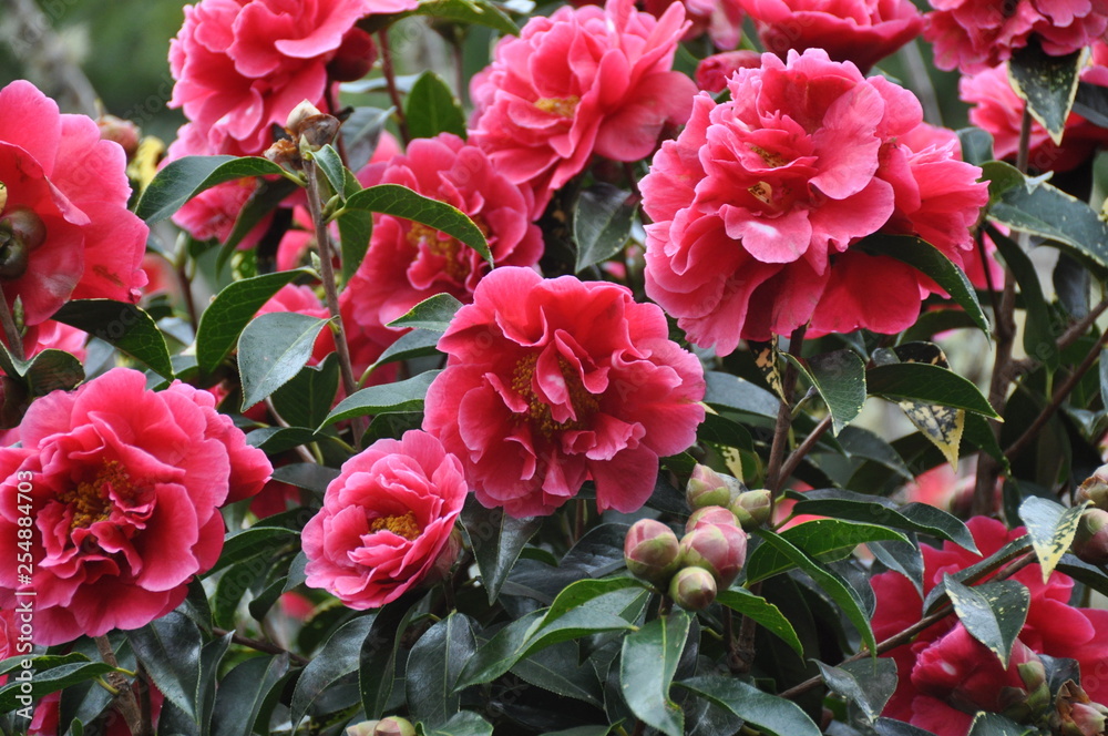 Primavera com flores cor-de-rosa Primavera com flores cor-de-rosa