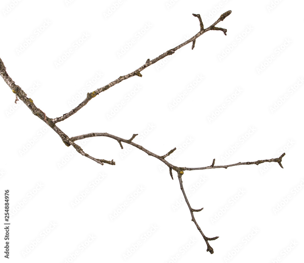 part of a dry branch of a dead pear tree. isolated on white background