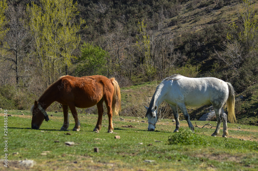 custom made wallpaper toronto digitaltwo horses on a meadow