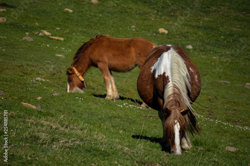 horse in the field