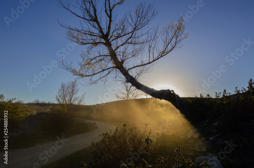 tree in the fog