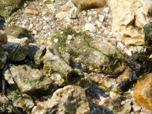 river bank: sand, stones and shells