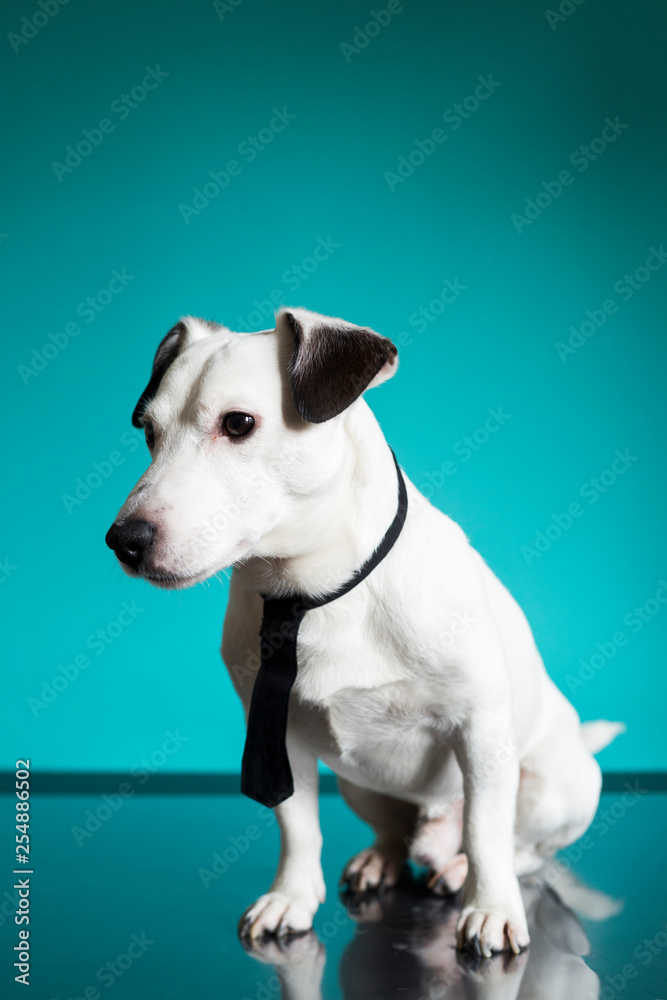 jack russell terrier business dog with a black tie on turquoise background