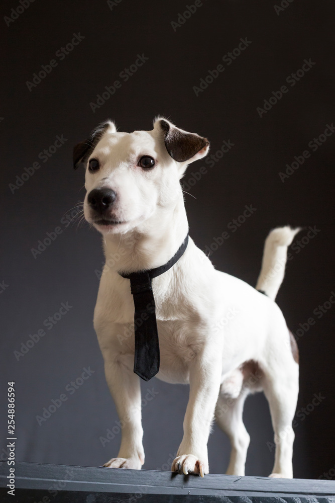 jack russell terrier business dog with a black tie on black background portrait of jack russell terrier business dog with a black tie on black background standing