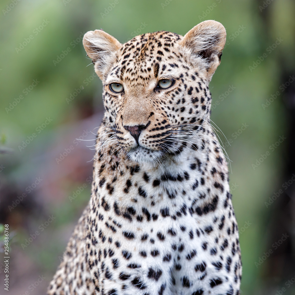 Fototapeta premium Leopard portrait in Sabi Sands Game Reserve in the Greater Kruger Region in South Africa