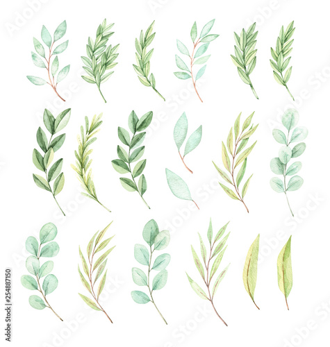 Hand drawn watercolor illustration. Botanical spring elements (eucalyptus, fir-tree branches, leaves). Greenery. Floral spring Design elements. Perfect for wedding invitations, cards, prints, posters