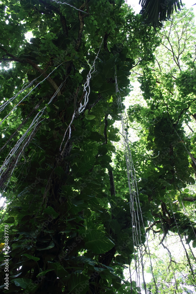 Naklejka premium victoria botanical garden