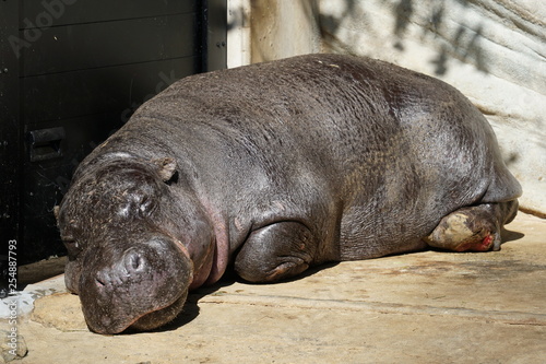 A Sleeping Pygmy Hippopotamus