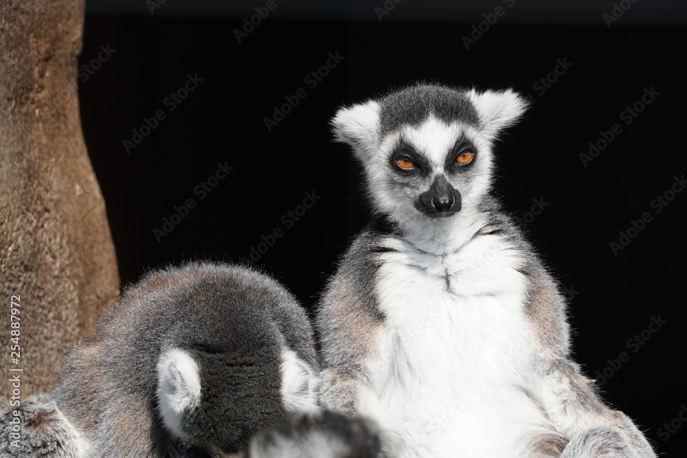 Black-and-white ruffed lemurs