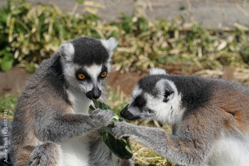 A pair of black-and-white ruffed lemur