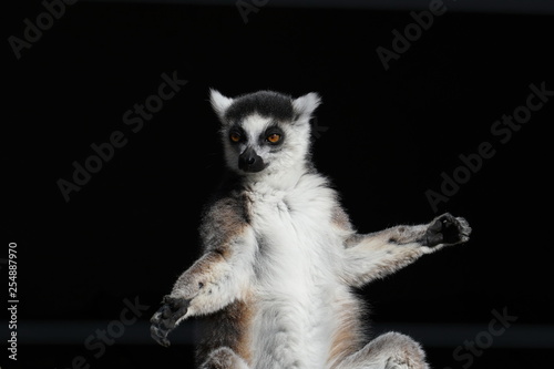 Fototapeta Naklejka Na Ścianę i Meble -  A black-and-white ruffed lemur