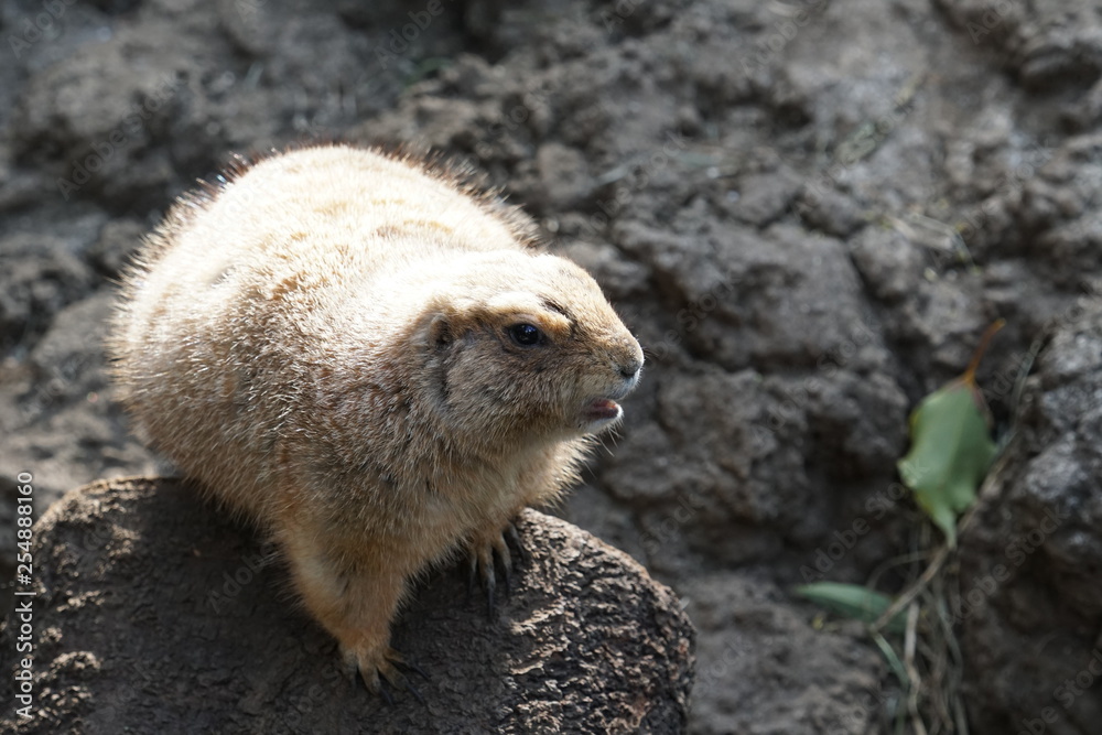 Obraz premium A prairie dog