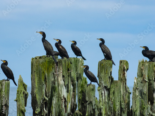 Great cormorants, Phalacrocorax carbo, sitting on old wood, close-up portrait with defocused background, selective focus, shallow DOF