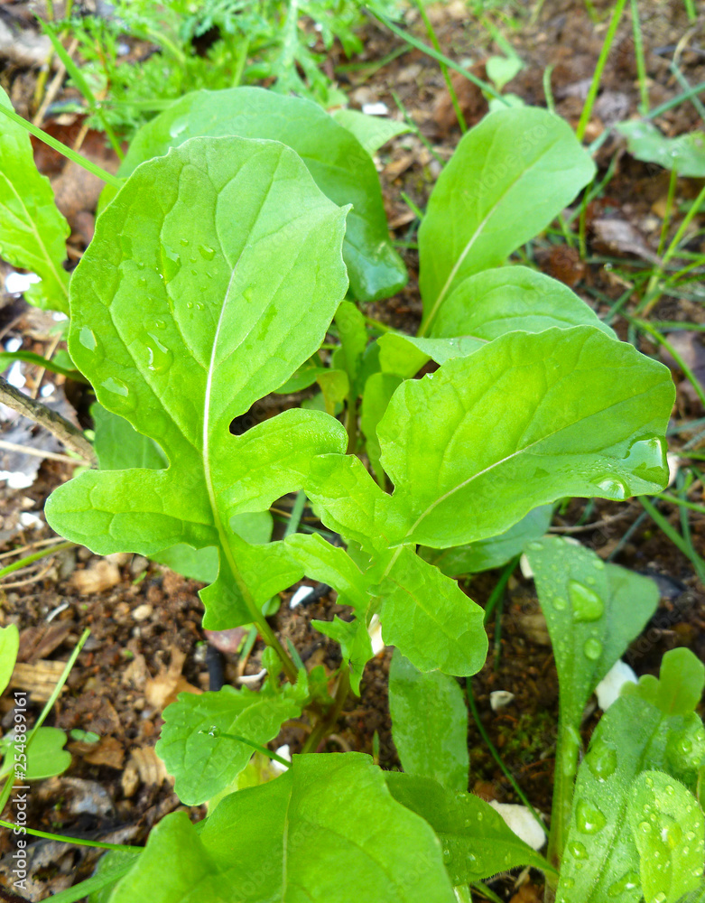 Green yang ruccola leaves Green yang ruccola leaves