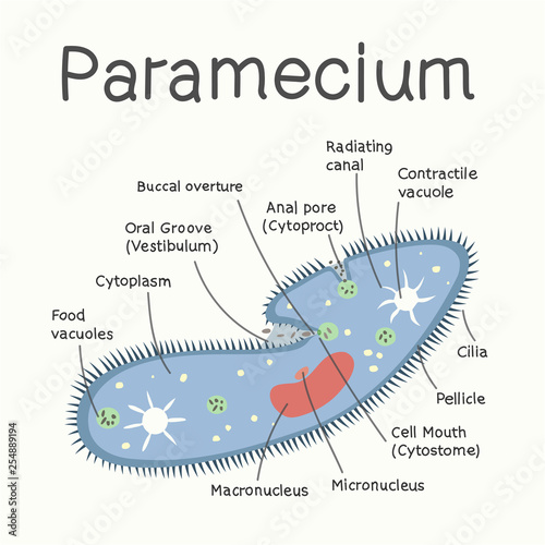 Ciliates - the structure of the microorganism. Vector graphics photo
