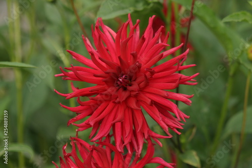 Fleur de Dalhia cactus rouge photo