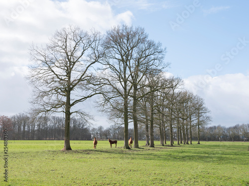 three brown horses under large trees near woudenberg in province of utrecht in holland