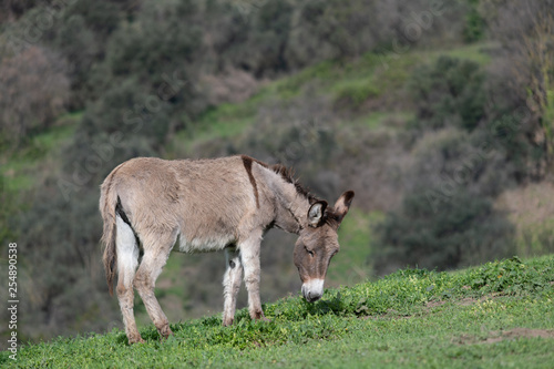 A Foal grazing grass in the countryside