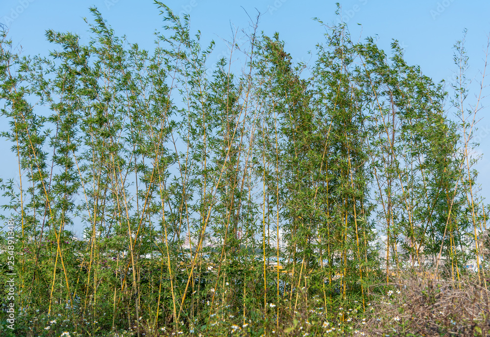 A row of verdant little bamboo in Confucius Cultural city A row of verdant little bamboo in Confucius Cultural city
