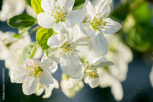 Branches of apple-tree with white flowers against a blue spring sky