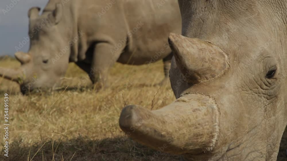 Endangered female Northern White Rhinoceros in Ol Pejeta, Kenya. Handheld shot in 50fps slow motion, close shots. Endangered female Northern White Rhinoceros in Ol Pejeta, Kenya. Handheld shot in 50fps slow motion, close shots.