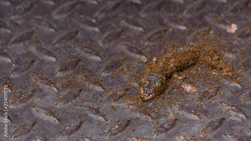 Many ants bite to eat lizards. © ArLawKa