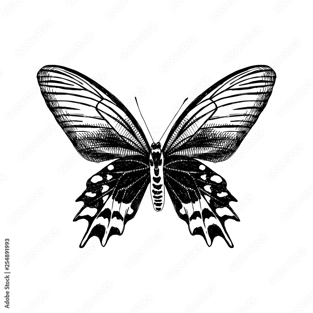 Hand drawn Antropaneura Semperi butterfly Hand drawn Antropaneura Semperi butterfly