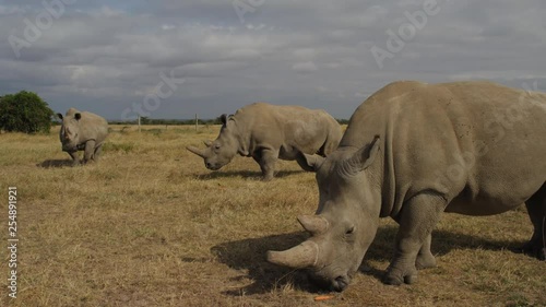 Endangered female Northern White Rhinoceros in Ol Pejeta, Kenya. Handheld shot in 50fps slow motion, close shots. photo