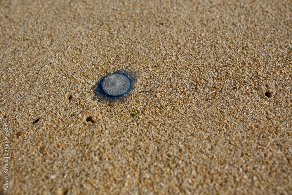 Blue Button Jellyfish (Porpita porpita) on the beach Blue Button Jellyfish (Porpita porpita) on the beach