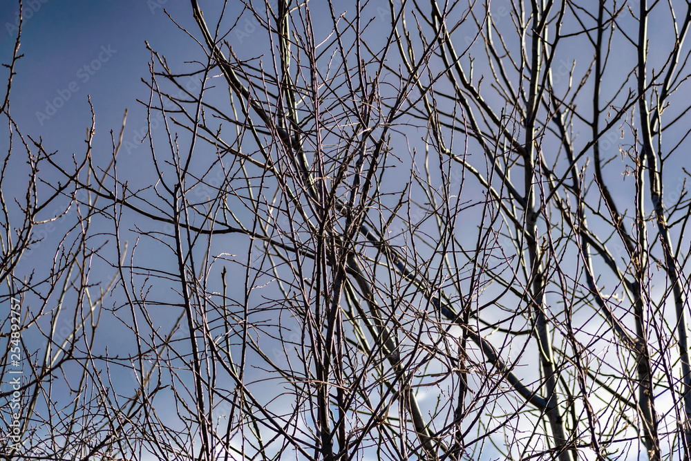 nature, tree, branches, blue, sky, weather, brown, clear, Sunny, day, winter, spring, cold, frost, natural, texture, background, blurred, large plpn, lot, set, organic, season, cloudy, fresh, air, win nature, tree, branches, blue, sky, weather, brown, clear, Sunny, day, winter, spring, cold, frost, natural, texture, background, blurred, large plpn, lot, set, organic, season, cloudy, fresh, air, win