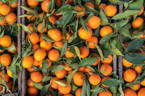 A typical market stall selling oranges to tourists in Marrakech. Traditional morocco fruits oranges in street shop souk