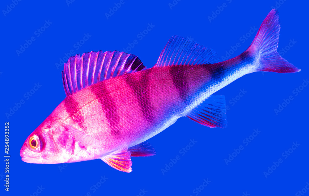 Pink fish perch isolated on blue background