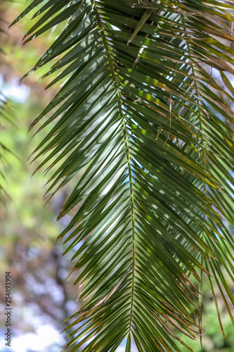 Palm trees in the park. Subtropical climate