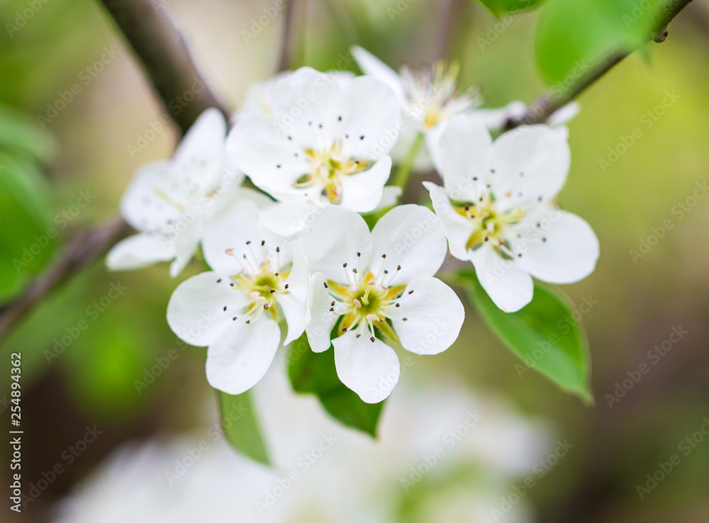 Flowers on pear branches in spring