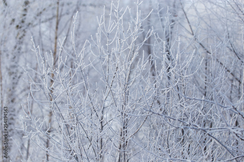 Frozen branches on a tree in the forest in winter © schankz