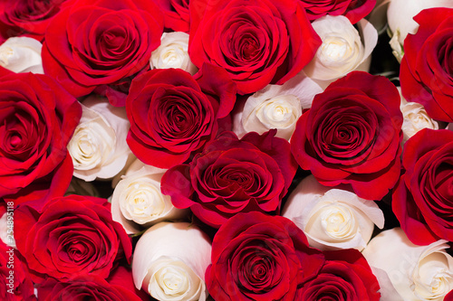 background of red and white roses