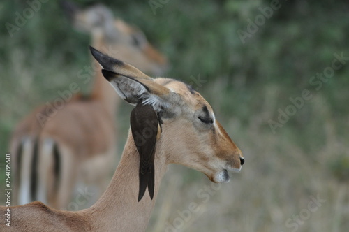 Schilderij op canvas red billed oxpecker and impala