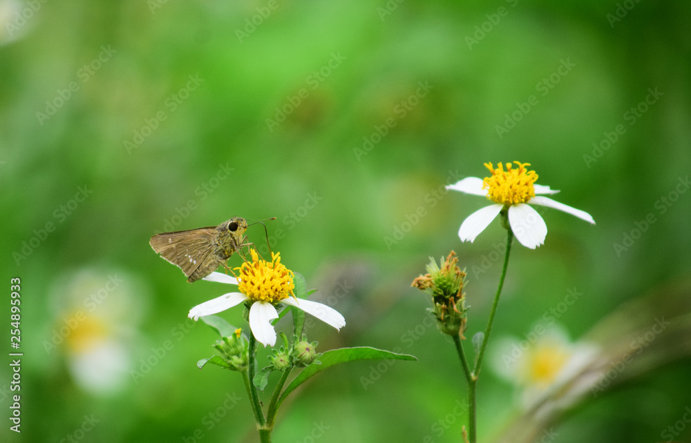 Butterfly - Butterfly on the grass with blur background Butterfly - Butterfly on the grass with blur background