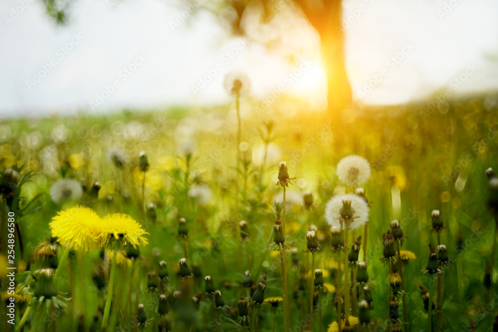 Yellow gentle dandelions and other flowers on the spring meadow. Art photo. soft selective focus.