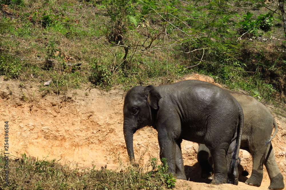 Obraz premium Éléphant mouillé après le bain