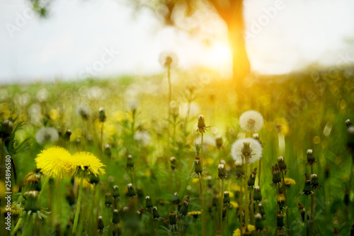 Yellow gentle dandelions and other flowers on the spring meadow. Art photo. soft selective focus.
