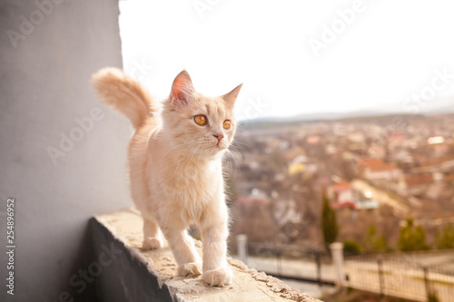 Little white cat on the balcony.