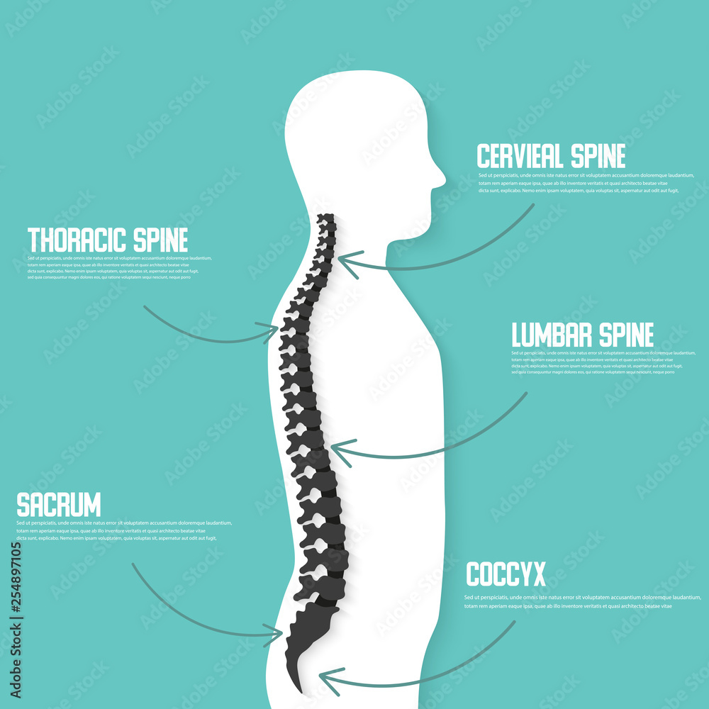 Human spine anatomy vector illustration.Spine medical center, clinic ...