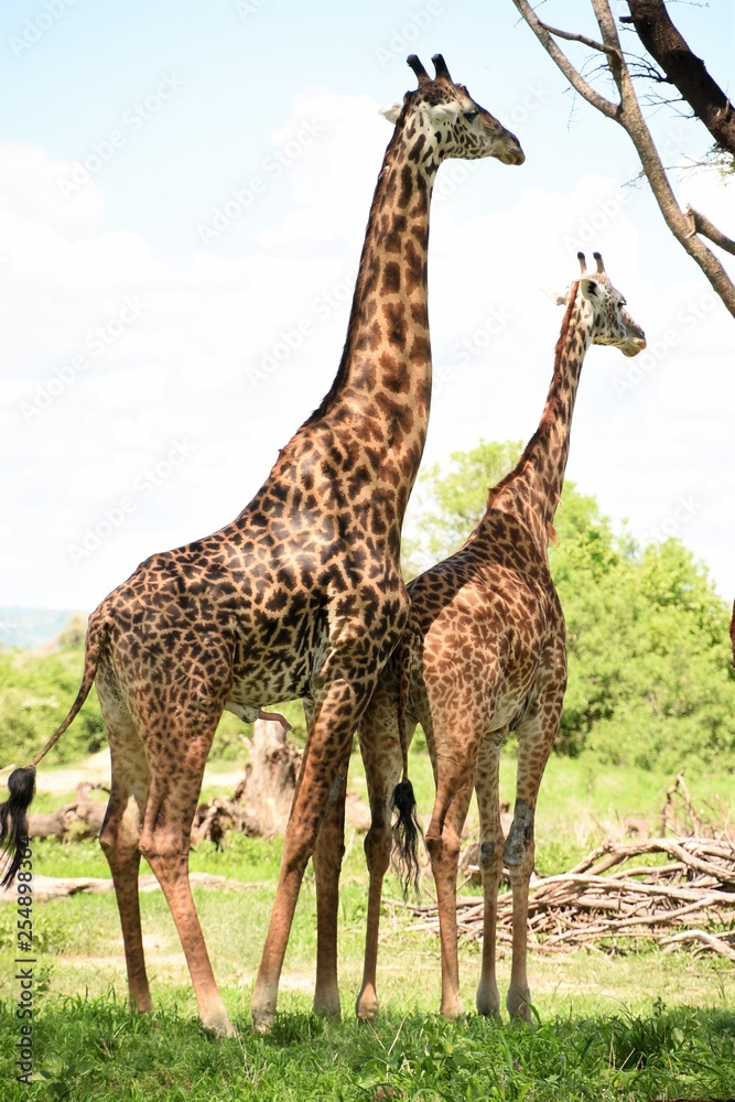 Obraz premium Jirafas acoplando en el Parque Nacional de Mikumi en Tanzania, África del Este.