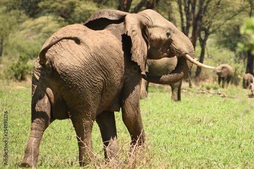 Elefante hembra corriendo con la cola hacia arriba en el Parque Nacional de R
