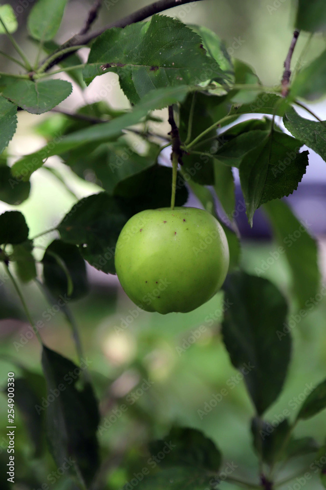 organic red apple orchard organic red apple orchard