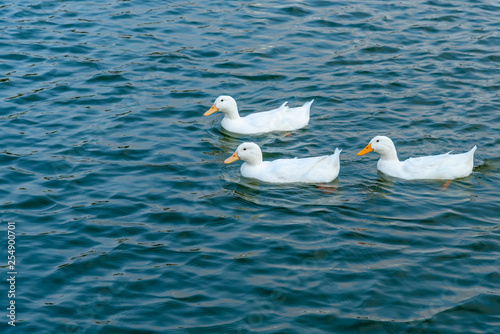 A bunch of white ducks on the green Lake