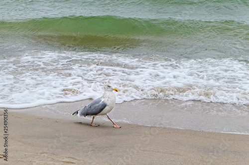 European herring gull  Larus argentatus  walking in water of baltic sea