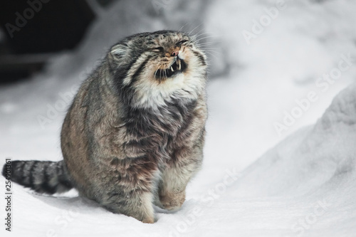 but severe fluffy and angry wild cat manul threateningly pulling out its fangs